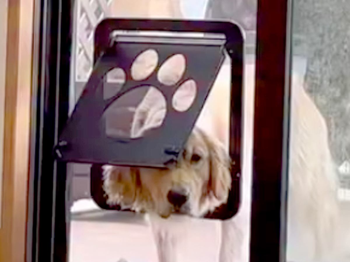 庭で遊んでいた3頭の大型犬→網戸につけた『犬用ドア』で部屋に入ろうとしたら…完全に想定外な『豪快すぎる結末』が13万再生の反響