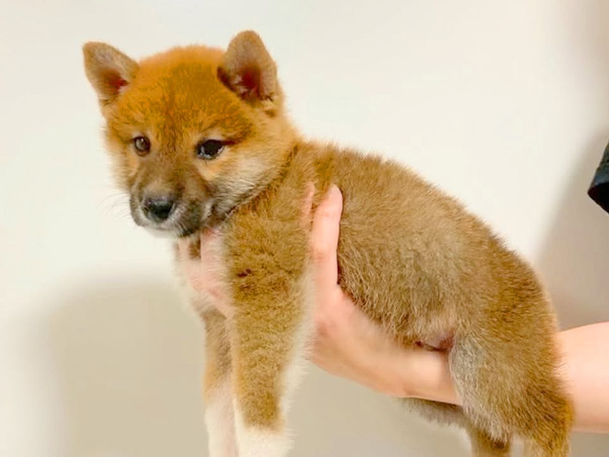 『豆柴』と言われて子犬を飼った結果→2年後の『想定外すぎるビフォーアフター』に「愛情の分大きくなる」「愛おしい」と絶賛の声