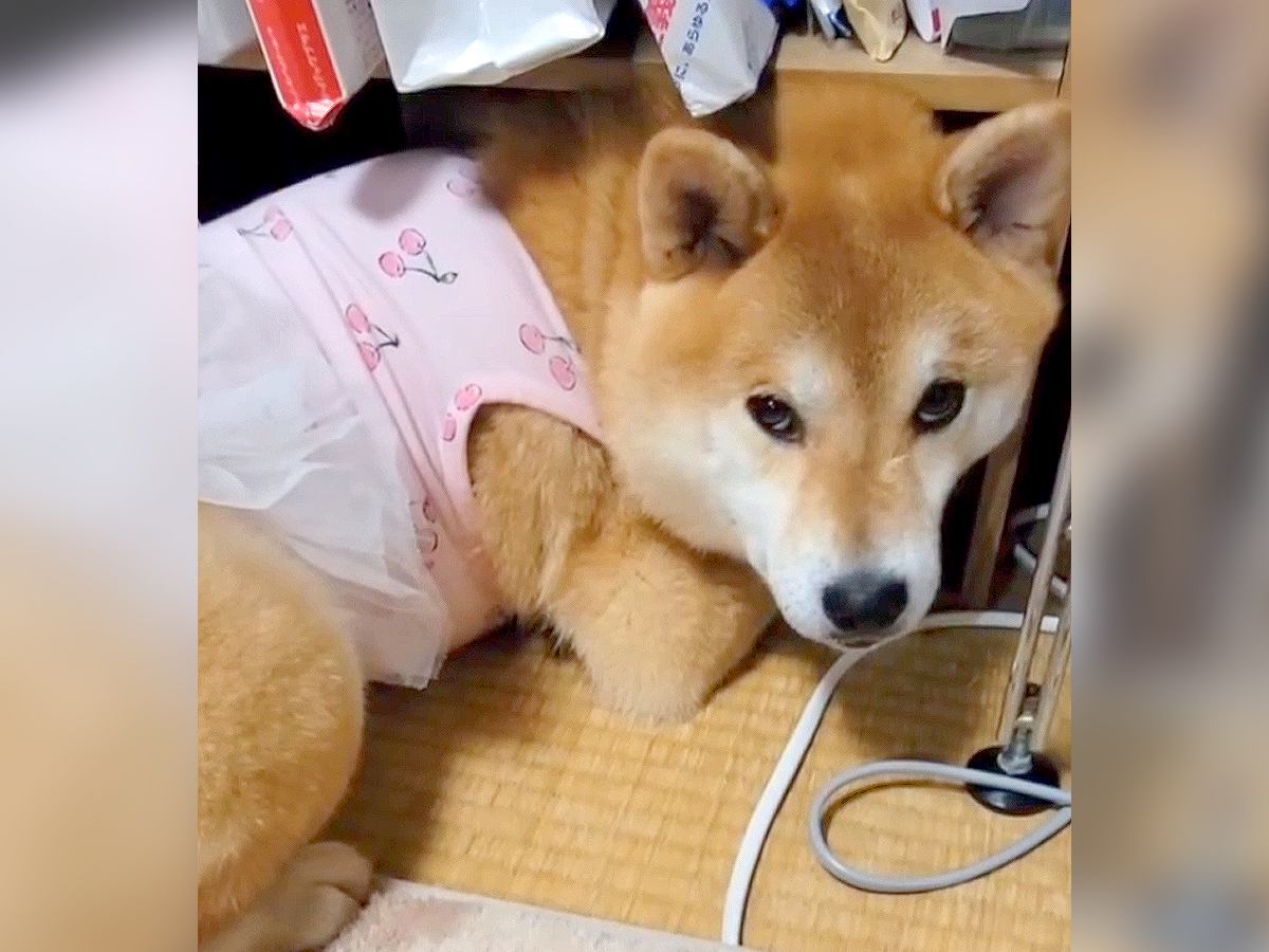 犬が『自分はまだ小さい』と思い込んだ結果…想像以上に大きくなってしまった姿が57万再生「絶対に入れないよｗ」「文句言ってて草」