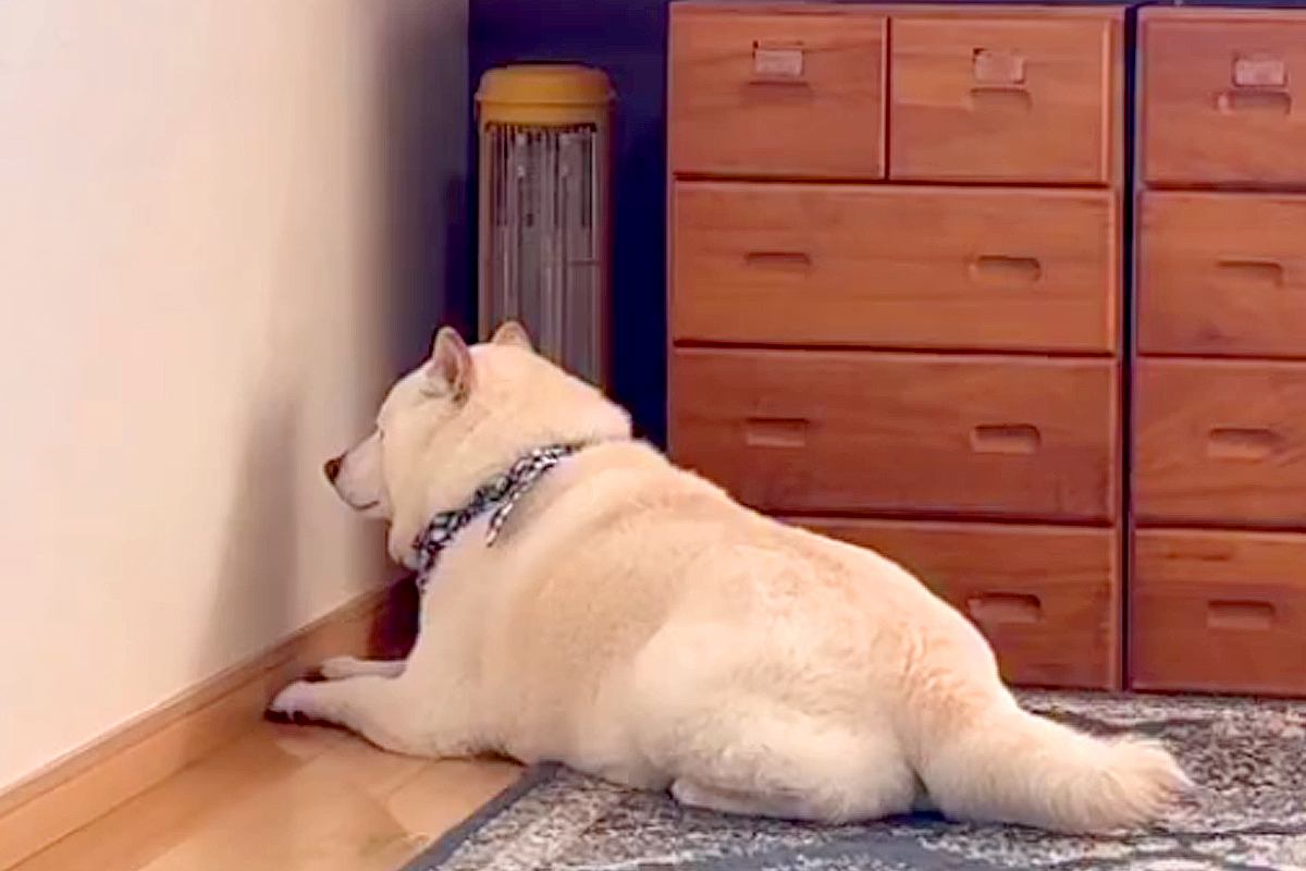 暖かくなってきたので、ストーブを片付けた結果→犬が絶望して…絶対に無視できない『つけてのお願い』が23万再生「分かりやすｗ」「仕草最高」