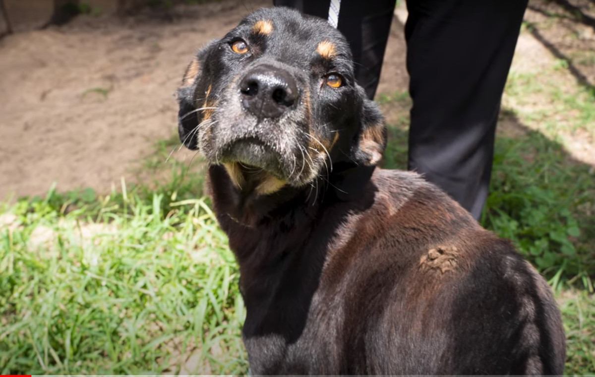 真っ直ぐ歩けないほど痩せた犬を保護！その回復の軌跡