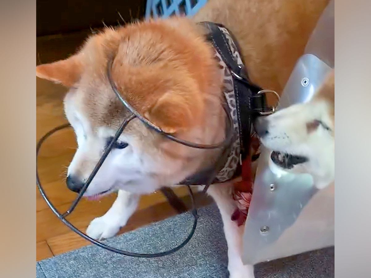 ご飯を食べていた『16歳の老犬』→何やらもめているなと思ったら…想像を超える『衝撃的な抗議』が27万再生「コント？ｗ」「知恵の輪で草」