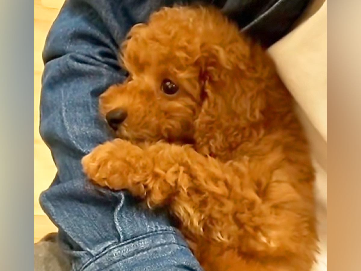 片手で抱っこできるほど小さかった赤ちゃん犬→５年後…まさかの『衝撃的なビフォーアフター』に反響「可愛さは変わらない」「チャーミング」