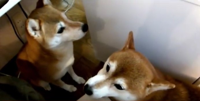 「すいません、こわいので助けてください」柴犬ちゃんの切実な願い