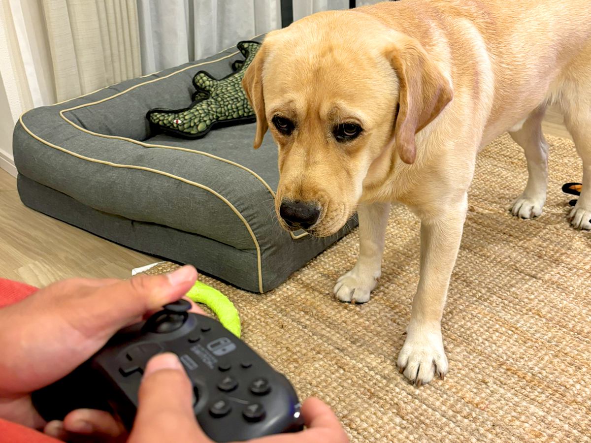 大型犬が『ゲームをする飼い主』に困惑した結果…まさかの『可愛すぎる作戦』でお誘いする姿が49万表示「困り眉可愛すぎ」「しょんぼりｗ」