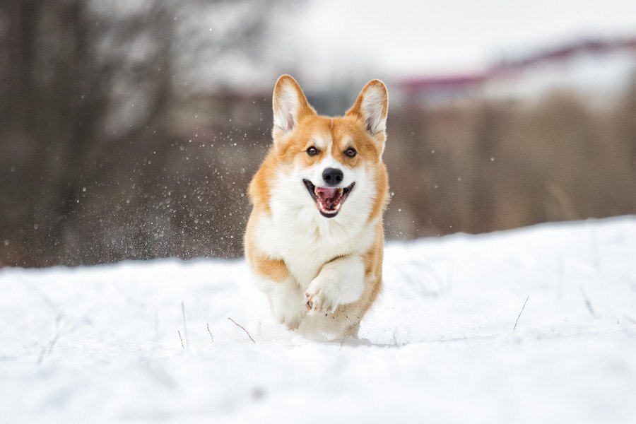 犬の寒さ対策は何をすればいいの？