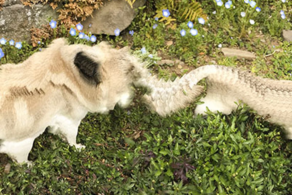 犬を『パノラマ撮影』しようとした結果→ずっとついてきてしまって…想定外すぎる『衝撃の一枚』に12万いいね「脱皮してて草」「全部可愛いｗ」