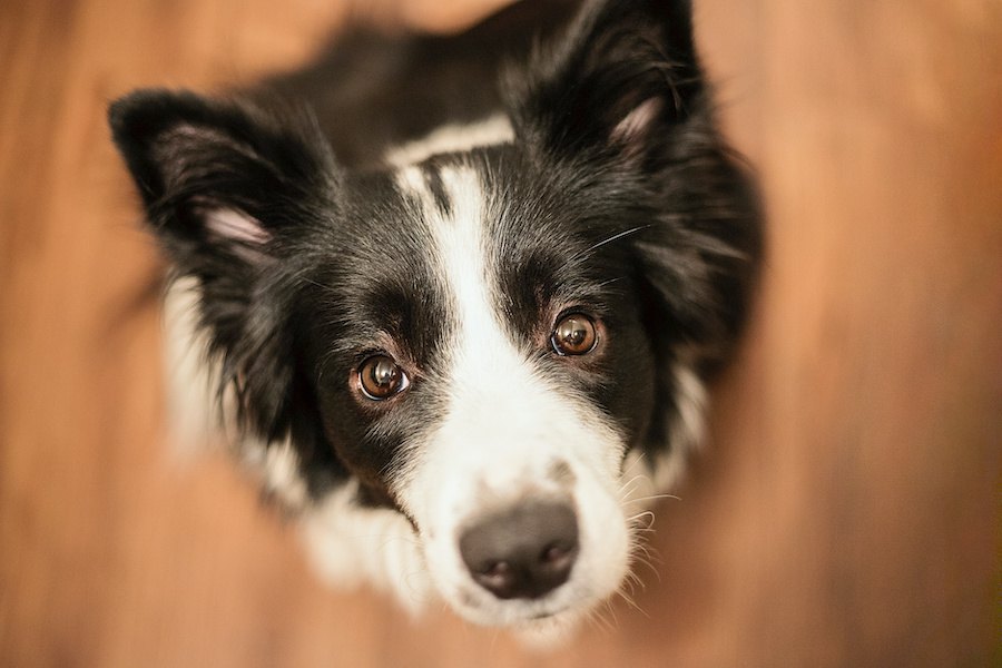 犬が喜ぶ！褒め上手な飼い主さんがやっていること３つ