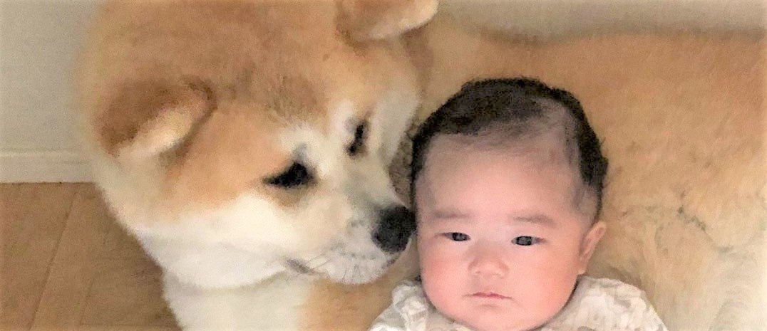 流行ハッシュタグから★秋田犬×あかちゃんの最強平和コンビとは