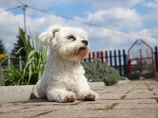 犬が保冷剤を誤飲した時の対策や熱中症対策