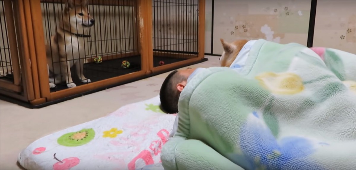 飼い主さんと眠る先輩わんこを羨望のまなざしでみつめる柴犬ちゃん