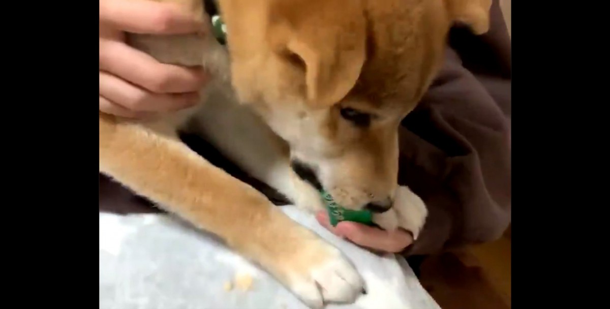 思ってたんとちがう…ちゅ〜るの食べ方が激しすぎる柴犬さんが話題