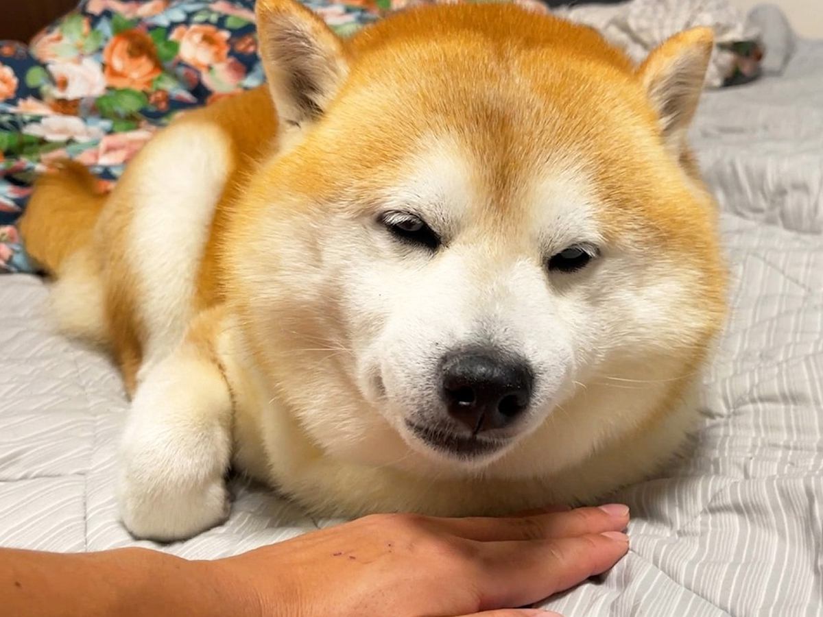 眠そうな犬のあごの下に『手をセットしてみた』結果…ちょっぴり切ない『思っていたのと違う光景』に反響「赤ちゃんみたい」「可愛すぎる」と絶賛