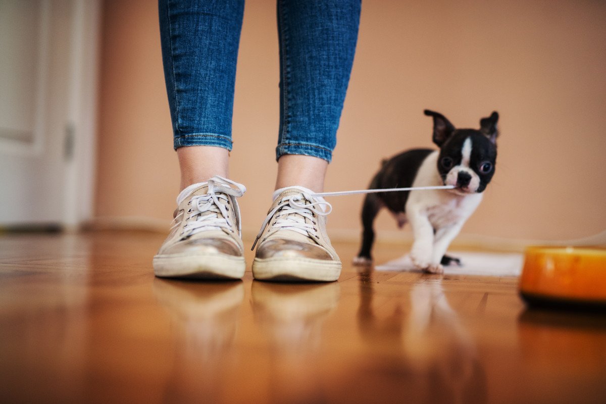 犬が『ひも』を好きになるのはなぜ？4つの理由からトラブルの危険性まで