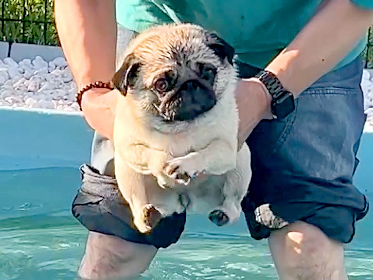 2回目のプールに来た犬→『泳いでくれる』と思ったら…足がついた瞬間の『予想外すぎる動き』が63万再生「顔ｗ」「エンドレスで見れる」と爆笑