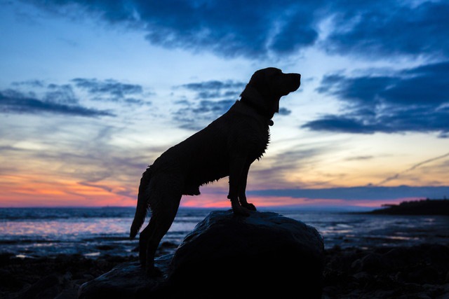 犬の人間との歴史　純血犬種が作られた理由と受け継ぐ絆