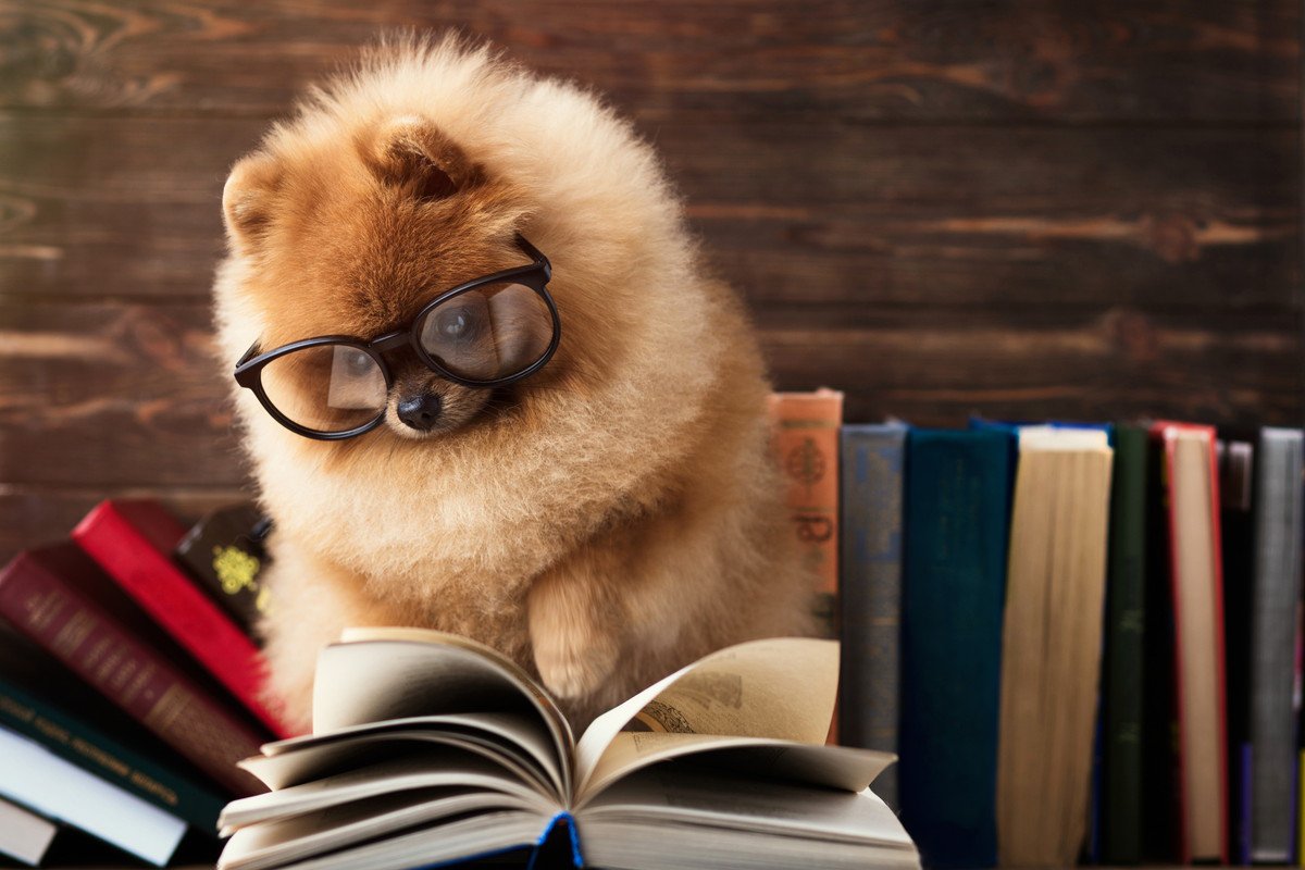 犬を飼う前に必ず勉強すべき『4つのこと』 飼い主が学んでおくべき基礎知識や育て方とは？