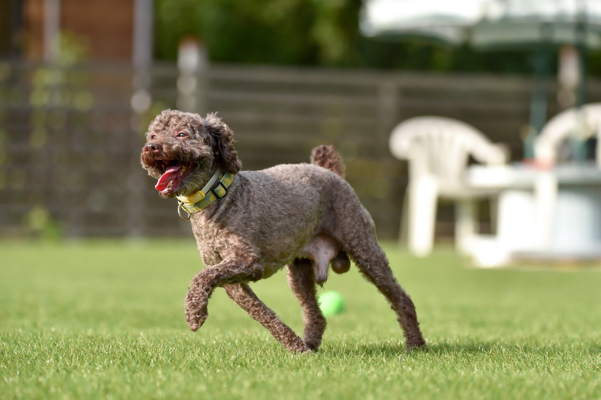 『初めてのパートナー犬』に向いている犬種、向いていない犬種