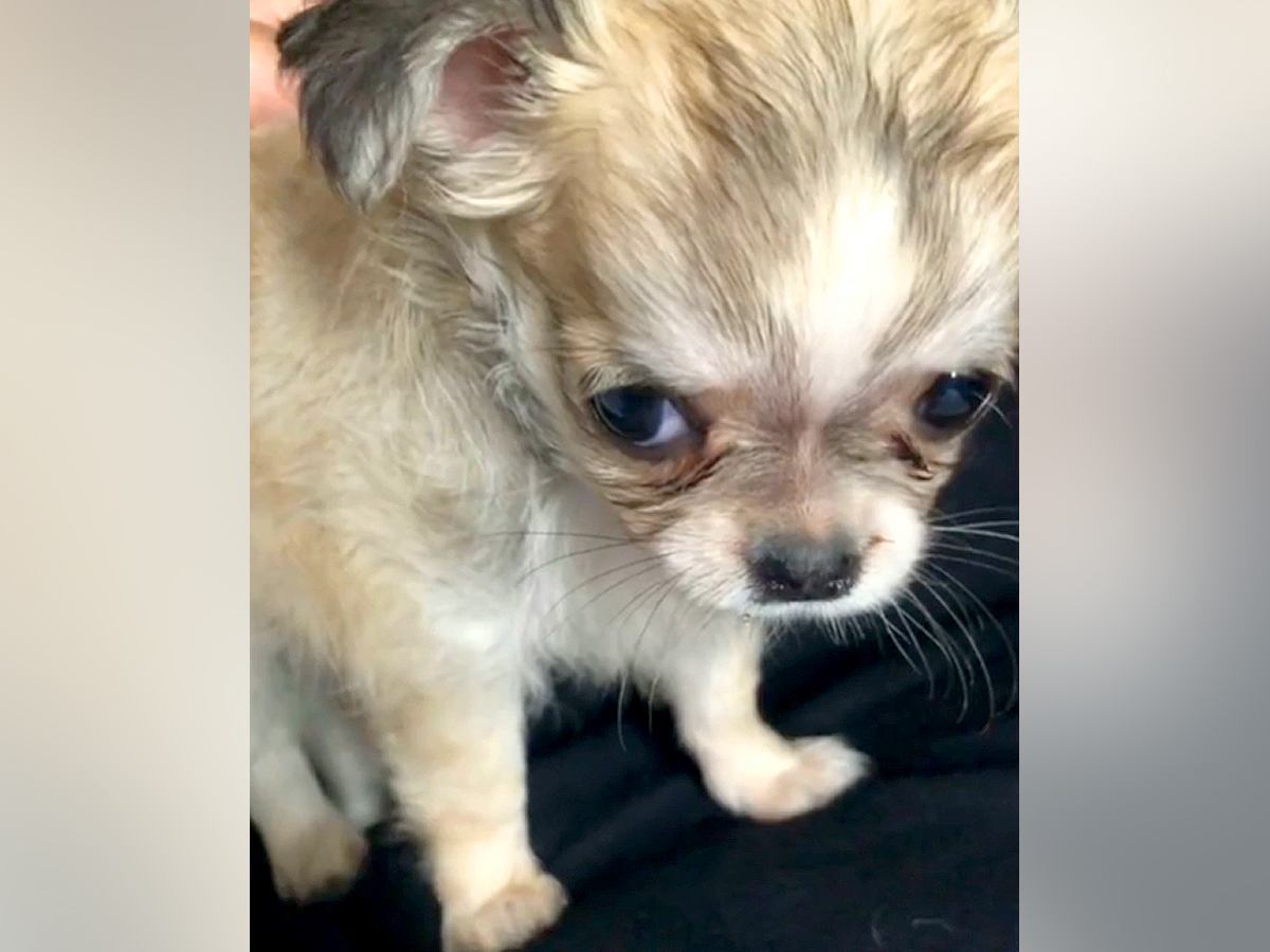 生後２ヶ月のあどけない赤ちゃん犬→すくすく成長した結果…衝撃の『ヤンキーフェイス』になった光景に「アウトロー系で草」「面構えがｗ」と爆笑