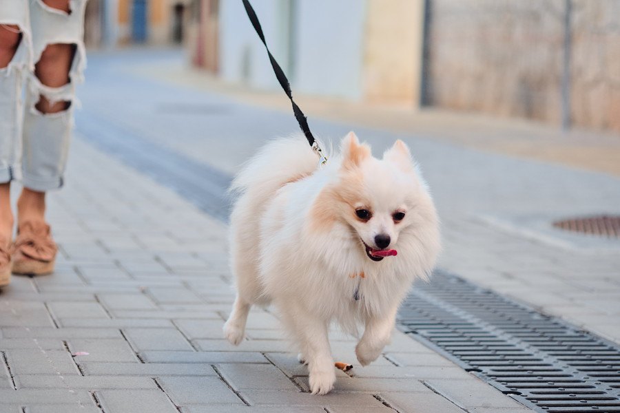 犬の見た目を若々しく保つ方法４つ