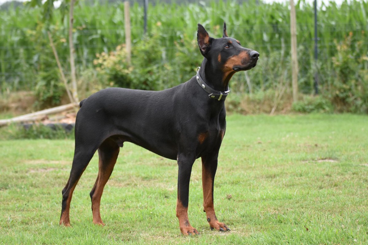 【獣医師監修】ドーベルマンってどんな犬種？特徴と性格や飼い方・価格相場まで解説