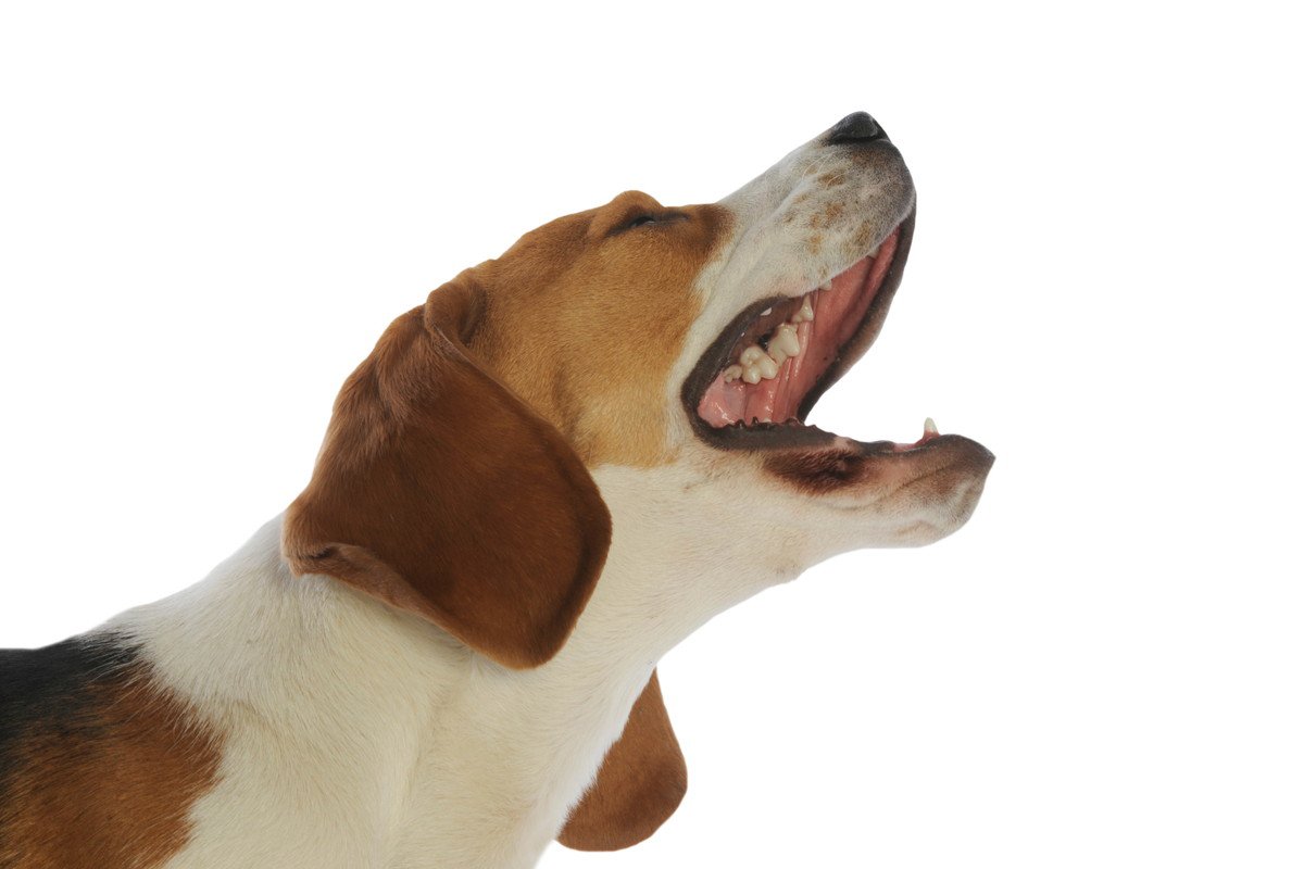 犬が『キャン』と鳴くときの心理３選　痛みを感じているサインを見極めるコツとは？