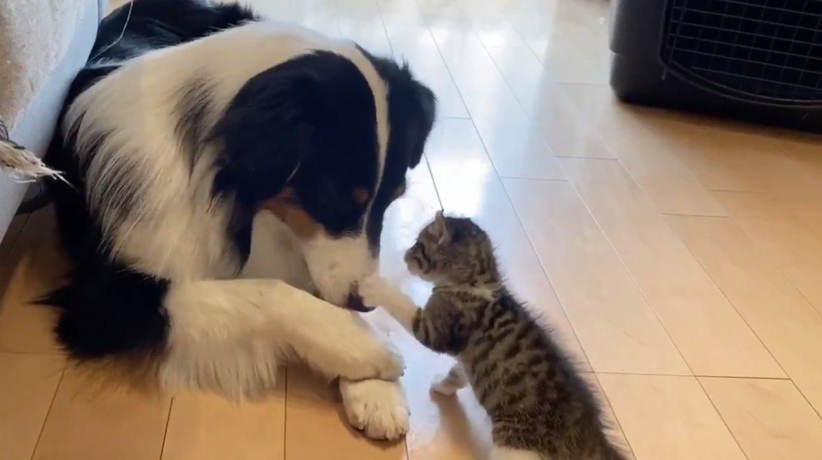 もぐもぐする大型犬と子猫のやり取りが激カワとツイッター民ほっこり