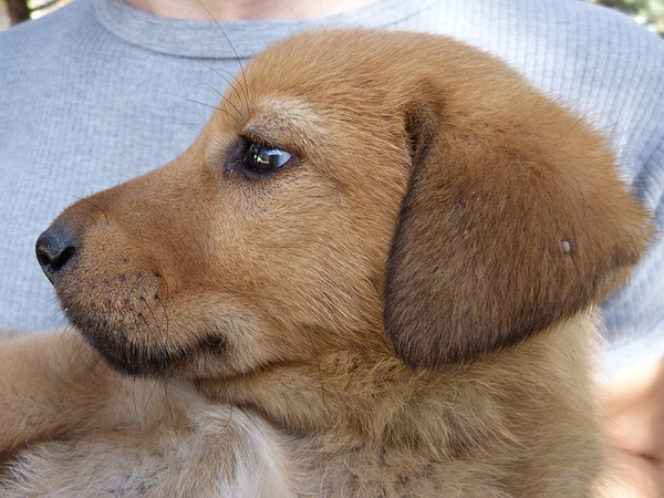 犬の嫌いな音を知っていますか？ 