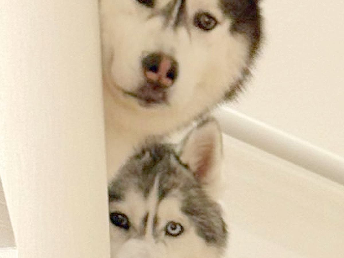 スーパーに行こうとしたら、階段の上から『2頭のハスキー犬』が…まさかの『情で訴えかける光景』に3万いいね「可愛すぎｗ」「行きづらｗ」