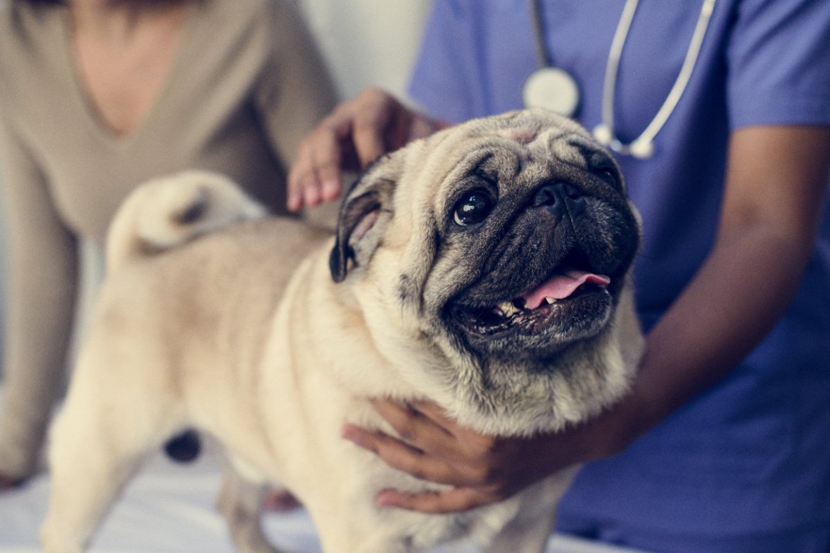 犬のトイレが近い！頻尿になる4つの原因と改善すべきコトとは