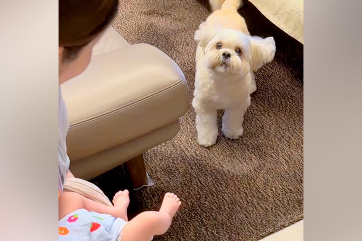 初めて『人間の赤ちゃん』を見て、つい吠えてしまった犬→戸惑いながらも受け入れ…愛に溢れた『30分後の光景』に反響「なんだろう、涙出る…」