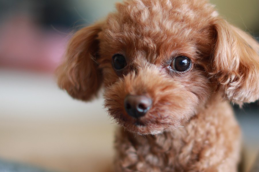 犬の寿命は犬種によって違うの？