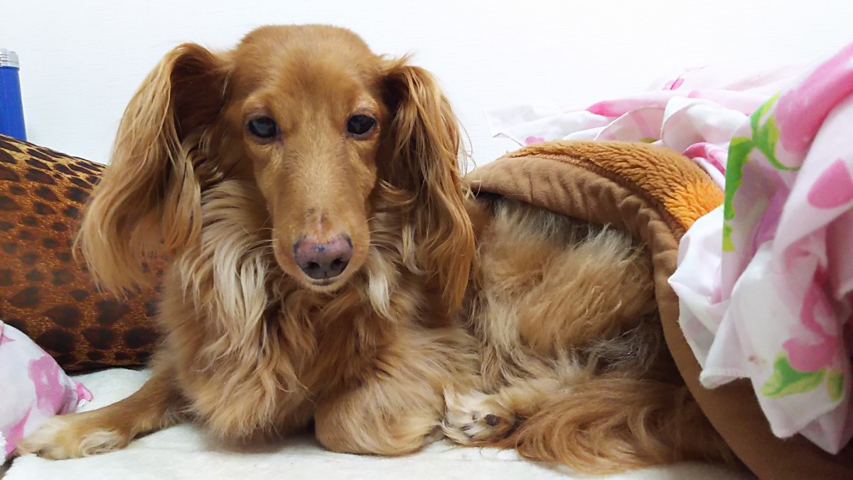 保護犬という存在を知った日－やっと出会えたかけがえのない家族