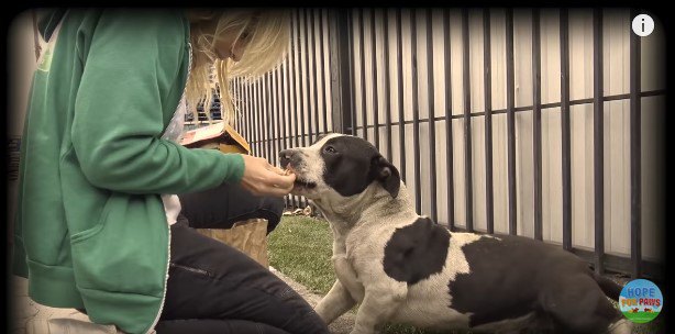 一緒に捨てられていた！人の愛情に飢えていた仲良し犬2頭の保護