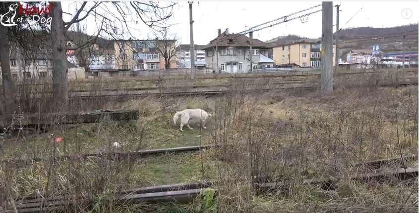 「もう犬はいらない。引き取ってくれ。」線路を徘徊していた捨て犬