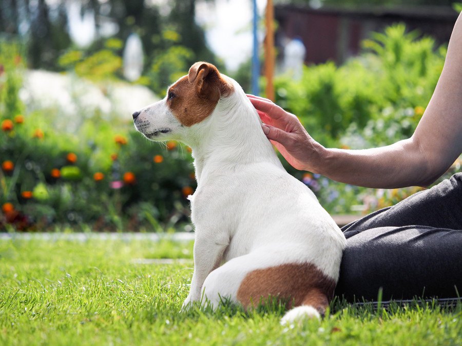 犬が飼い主に『お尻をぶつけてくる』心理４選！良い意味なの？それとも悪い意味？