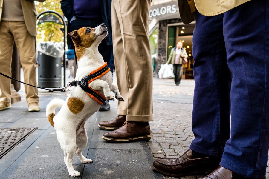 人が多い場所で愛犬と歩く時の『NG行為』４選