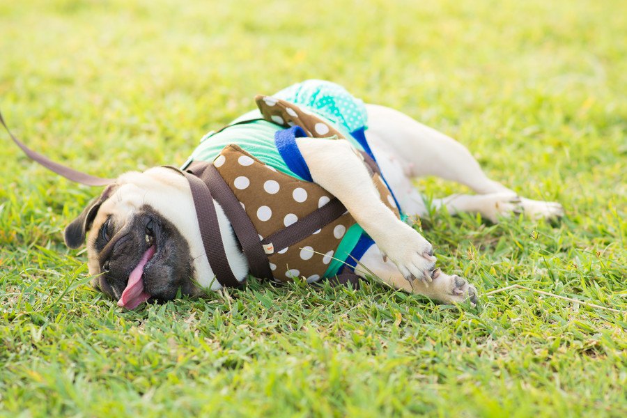 最近すぐに座り込む…。犬が疲れやすくなったときに考えられる原因５つ