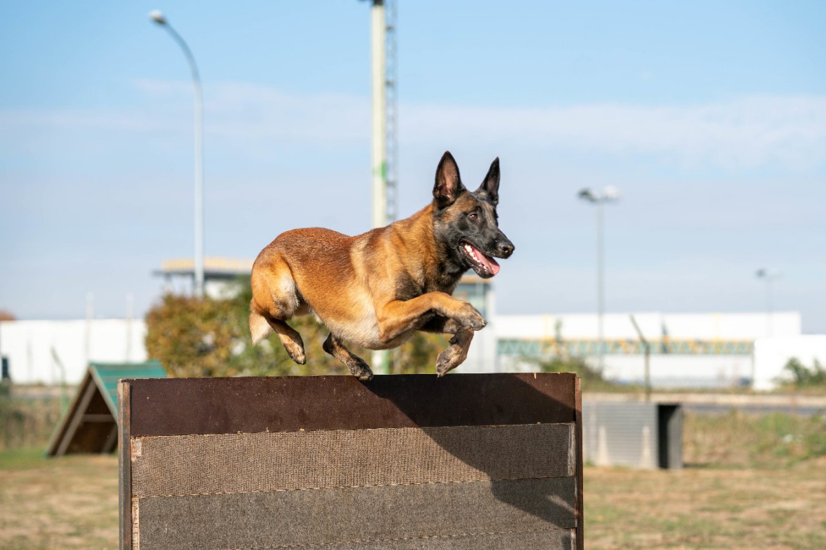 警察犬訓練用のウォールの高さと犬の関節障害との関連【研究結果】