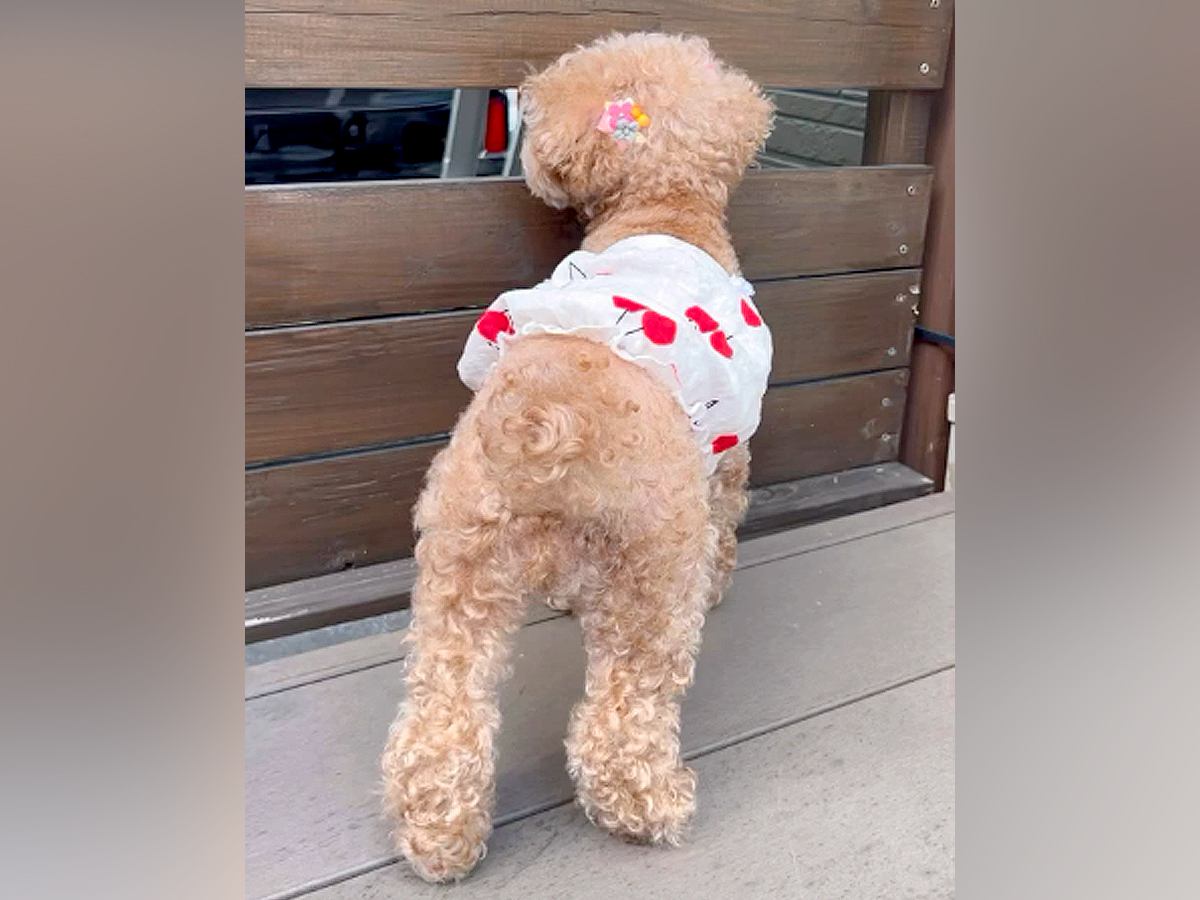お父さんをお出迎えしたい犬→なぜかソワソワ葛藤し始め…挙動不審になった『愛おしい理由』が話題に「よく頑張った」「可愛すぎて笑う」