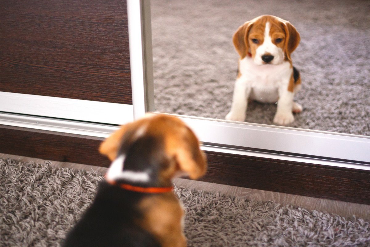 犬は『鏡に映っている自分』を認識している？なぜ反応する子としない子がいるの？