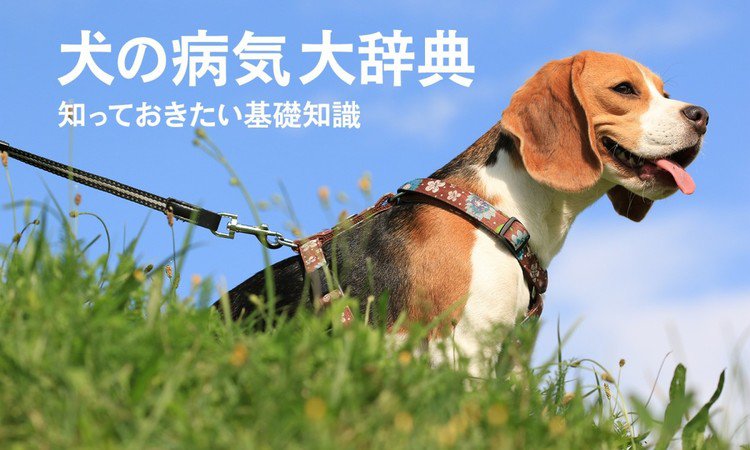 犬の病気大辞典！知っておきたい基礎知識