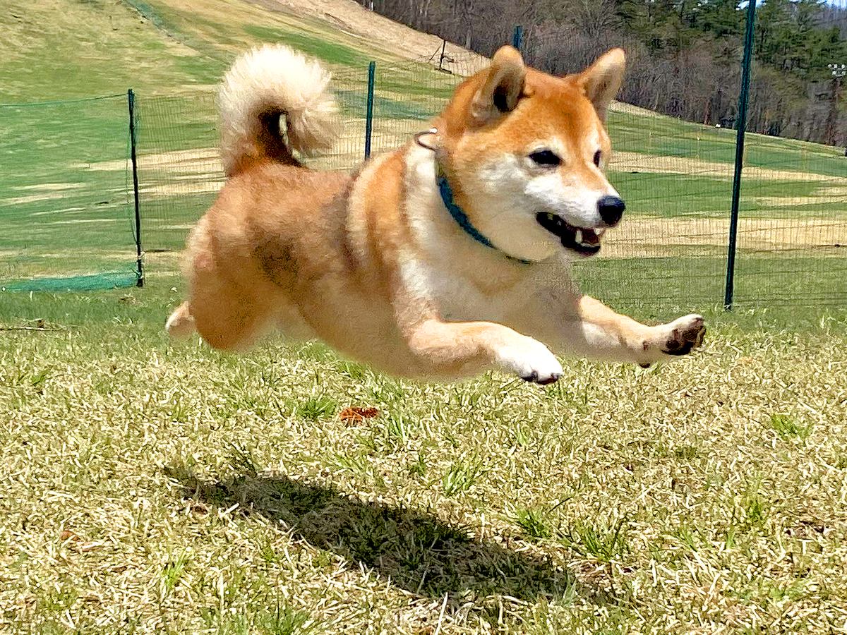 ドッグランで遊ぶ犬を撮影してみた結果…まるで『お空を飛んでいるかのような姿』に4万5000いいね「完全に飛んでる」「影すら愛おしい」