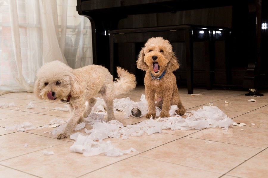 犬を衝動買いしてはいけない理由３選！本当に飼えるのかどうかをもう一度考えてみて