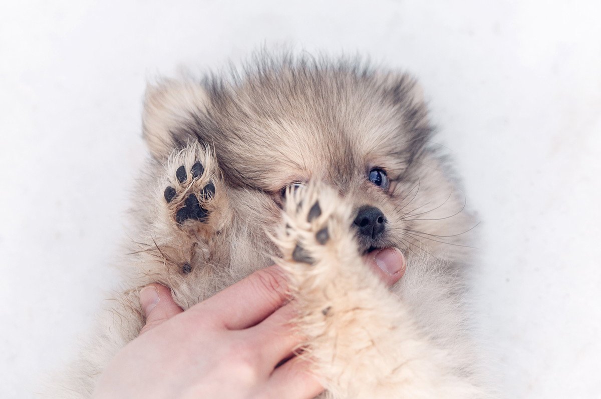 犬の肉球は乾燥するとどうなるの？3つの症状と保湿ケアの正しいやり方を解説