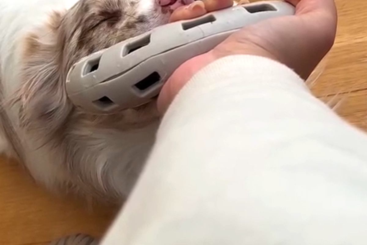 「なんでｗｗｗ」子犬と"引っ張り合い遊び"をしていたら…反則級に尊い『電池切れの瞬間』が41万再生「5万いいね押したい」「可愛すぎ」