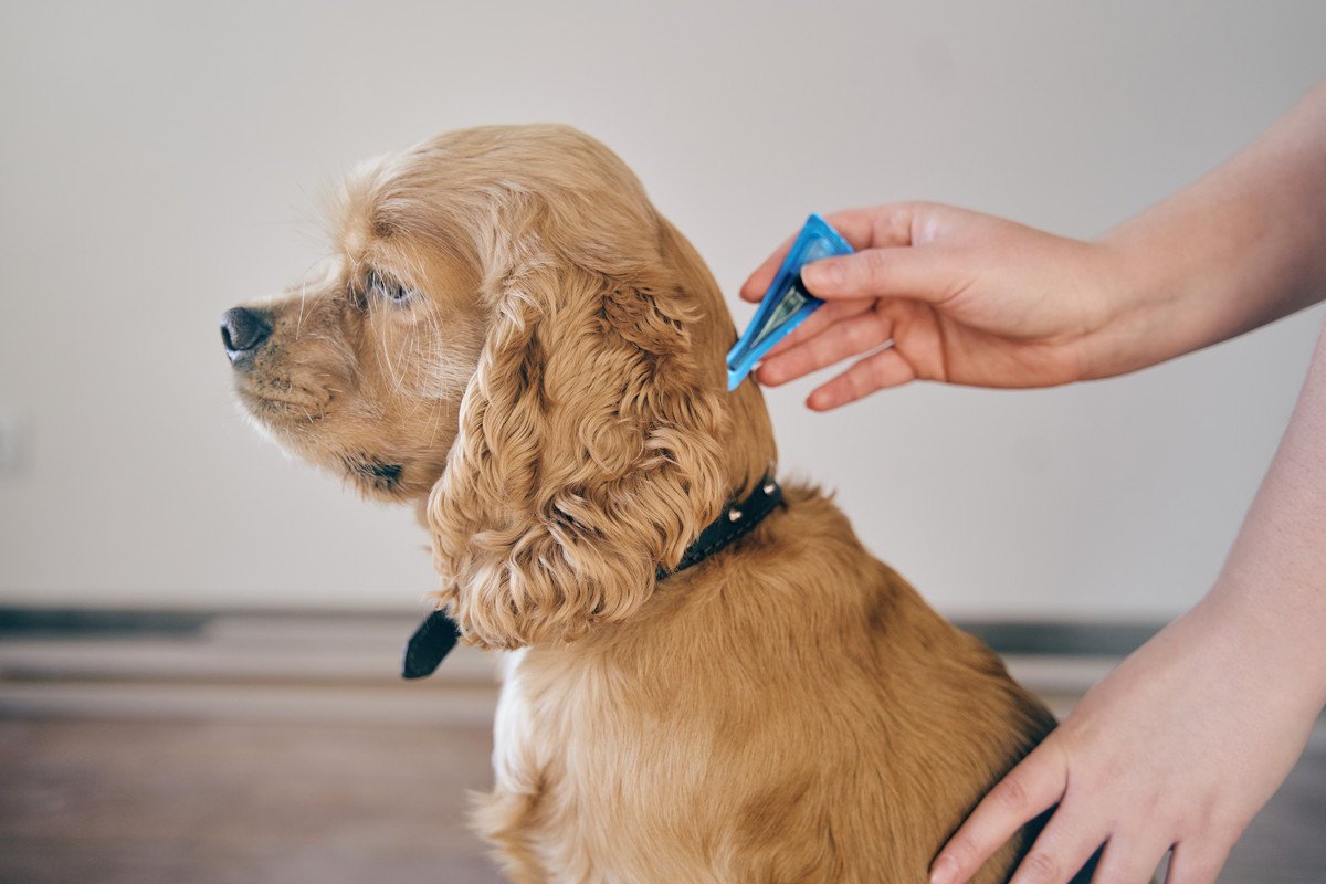 春に犬が発症しやすい病気5つ　知っておくべき原因や症状、予防法まで解説