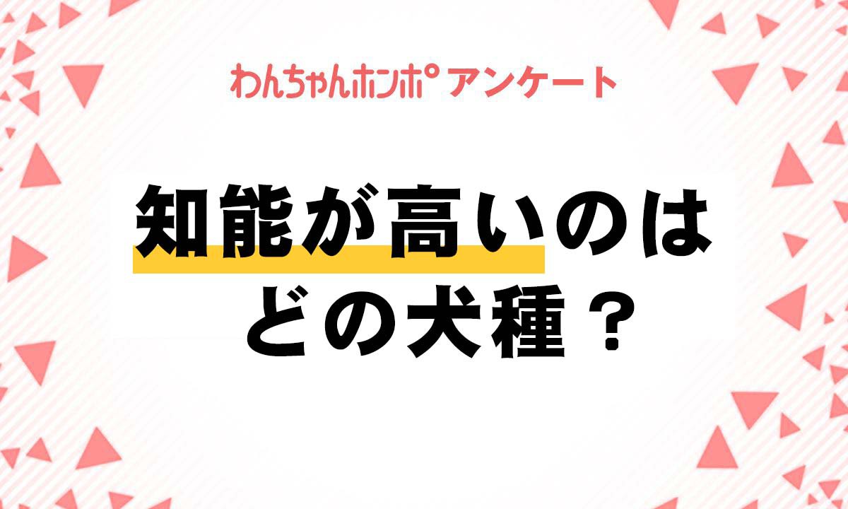 【アンケート実施中！】知能が高い犬種教えて下さい♪