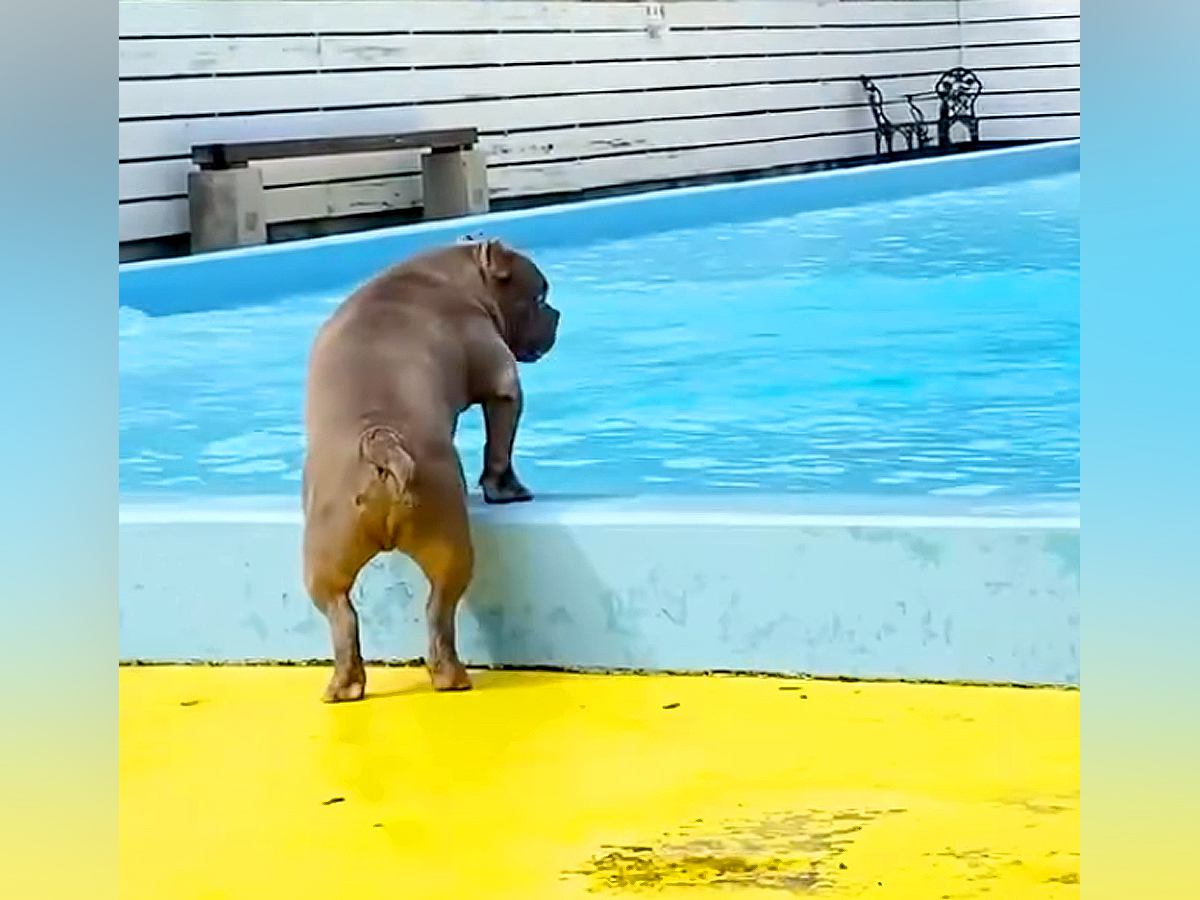 海で溺れてから『水が怖い』と怯える犬→プールでも泳げず、帰ろうとした瞬間…まさかの展開と結末が32万再生「我が子を見ているようで感動」