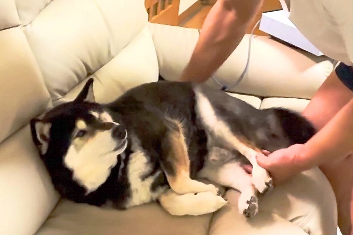 いつもお父さんが座っている場所を占領した犬→全然どいてくれなくて…仁義なき『席取り合戦』が面白いと反響「幸せそうｗ」「可愛いので許せる」